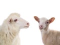 Portrait sheep and little sheep isolated on white Royalty Free Stock Photo