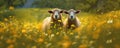 Two sheep in the meadow full of yellow flowers. Space for description. generative ai