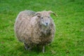 Portrait of a sheep needing a shave