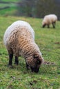 Portrait of a sheep standing on a green meadow and eating fresh grass. Concepts of free-range farming or animal welfare.