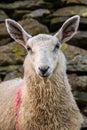 Portrait of a Sheep standing by a old stone wall