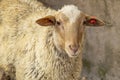 Portrait of a Sheep, Unshorn Royalty Free Stock Photo