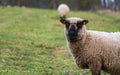 Portrait of a sheep with yellow ear tags standing on a green meadow and curiously looking at the camera. Free-range farming Royalty Free Stock Photo