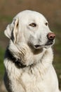 Portrait of sheepdog in a meadow, breed Mastin Royalty Free Stock Photo