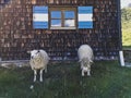 Portrait of sheeps against wall and window with blue sky