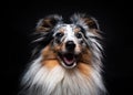 Portrait of Sheltie isolated on black background