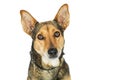 Portrait Shepherd Crossbreed Dog Big Ears