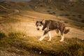 Portrait of a shepherd dog in a Carpathian landscape Royalty Free Stock Photo