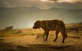 Portrait of a shepherd dog in a Carpathian landscape Royalty Free Stock Photo