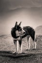 Portrait of a shepherd dog in a Carpathian landscape Royalty Free Stock Photo