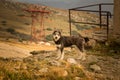 Portrait of a shepherd dog in a Carpathian landscape Royalty Free Stock Photo