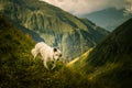 Portrait of a shepherd dog in a Carpathian landscape Royalty Free Stock Photo