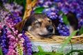 Portrait of a shepherd puppy. A small dog lies in a basket among the grass and pink Lupin flowers. The cute pet is asleep Royalty Free Stock Photo