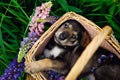 Portrait of a shepherd puppy. A small dog lies in a basket among the grass and pink Lupin flowers. The cute pet is asleep Royalty Free Stock Photo