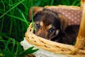 Portrait of a shepherd puppy. A small dog is lying in a basket among the grass. Cute puppy looks out of the basket