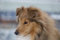 Portrait of shetland collie puppy. Close up. Shetland sheepdog or sheltie. Pet animals. Royalty Free Stock Photo