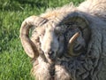 Portrait of a shetland sheep ram with curling horns