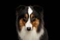 Portrait of Shetland Sheepdog on Isolated black background