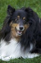 Portrait of Shetland Sheepdog or Sheltie looking to side