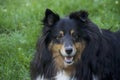 Portrait of Shetland Sheepdog or Sheltie looking at viewer