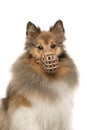 Portrait of a shetland sheepdog wearing a muzzle looking straigt at the camera isolated on a white background Royalty Free Stock Photo