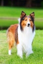 The portrait of a Shetland sheepdog