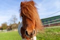 Shetlandpony on a green meadow Royalty Free Stock Photo