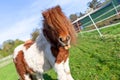 Shetlandpony on a green meadow Royalty Free Stock Photo