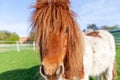 Shetlandpony on a green meadow Royalty Free Stock Photo