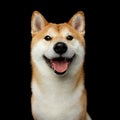 Portrait of Shiba inu Dog Isolated Black Background Royalty Free Stock Photo