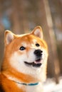 Portrait Shiba inu dog stay on snow. trees on background