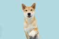 Portrait shiba inu puppy dog high five with funny expression face. Isolated on blue pastel background