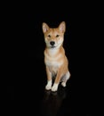 Portrait shiba inu puppy dog looking at camera and sitting. Obedience concept. Isolated on black background