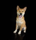 Portrait shiba inu puppy dog looking at camera, sticking tongue out and sitting. Obedience concept. Isolated on black background