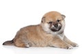 Portrait of Shiba Inu puppy (month)
