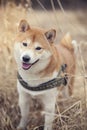 Shiba inu portrait in the nature Royalty Free Stock Photo