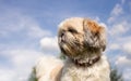 Portrait of shih tzu dog