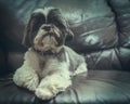 Portrait Of A Shih Tzu Dog