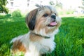 Portrait Shih tzu dog lying on grass