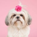 Portrait of a Shih tzu dog