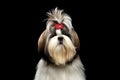 Portrait of Shih tzu