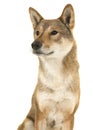 Portrait of a Shikoku dog looking away to the left isolated on a white background