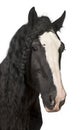 Portrait of Shire Horse