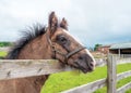 Portrait of a Shire Horse Foal, Sledmere House, Yorkshire, England. Royalty Free Stock Photo