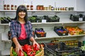 Portrait of shopkeeper in greengrocer's, sorting out red peppers Royalty Free Stock Photo