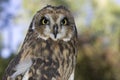 Portrait of a short eared owl