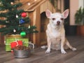 Short hair Chihuahua dog sitting in front of wooden dog`s house with dog food bowl, christmas tree and gift boxes, looking at