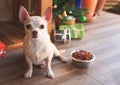 Short hair Chihuahua dog sitting in front of wooden dog`s house with dog food bowl, christmas tree and gift boxes, looking at