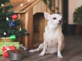 Short hair Chihuahua dog sitting in front of wooden dog`s house with dog food bowl, christmas tree and gift boxes, looking at