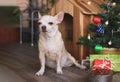 Short hair Chihuahua dog sitting in front of wooden dog`s house with dog food bowl, christmas tree and gift boxes, looking at
